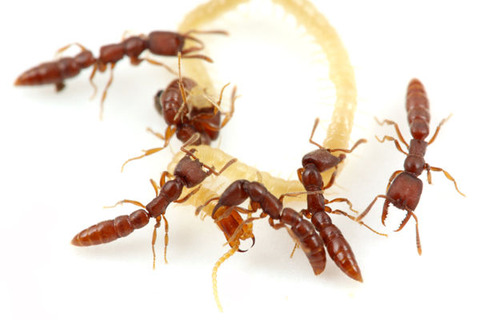 ノコギリハリアリ