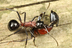 ��ͥ���������򱿤֥ȥ�����