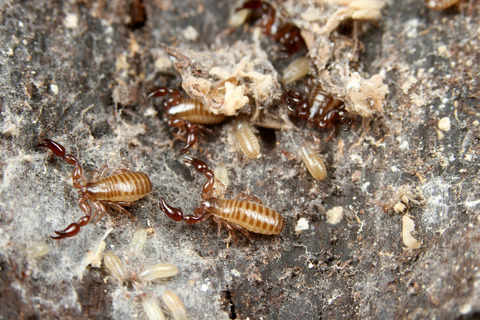 メクラカニムシのParatemnoides nidificator