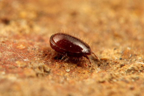 ��ʥ��˥������ȥ���