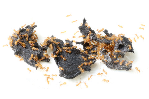 ���ᥤ��������Υ����ȥ���������