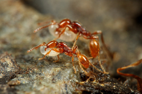 チャイロヒメサスライアリ