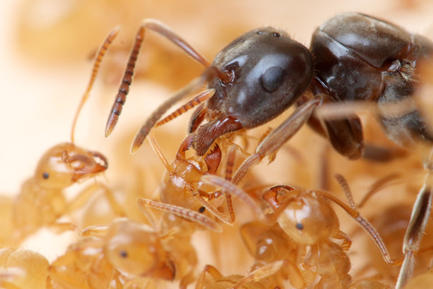 ���ᥤ��������