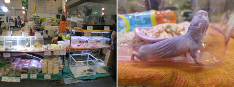 ハダカデバネズミ