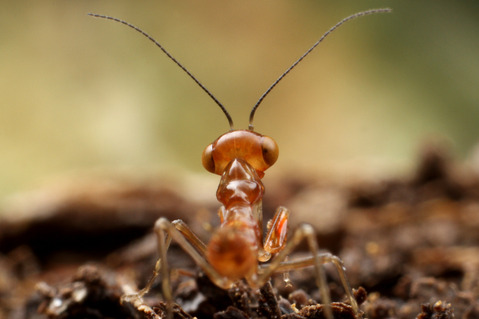 ヒナカマキリ