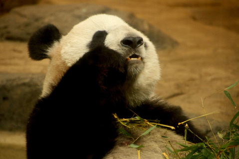 パンダ
