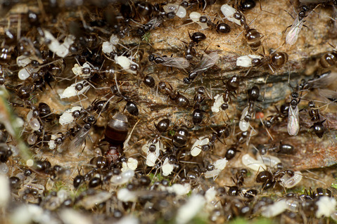 ヒメサスライアリの狩り