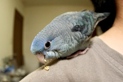 サザナミインコ