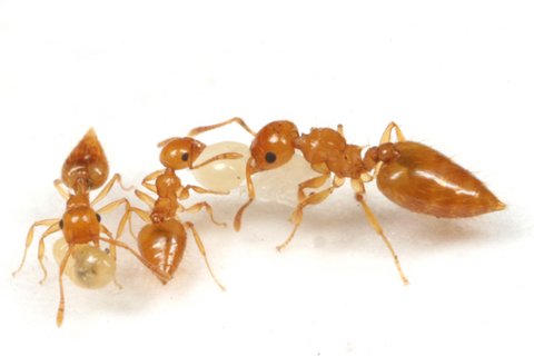 �����ҥ����ꥢ������