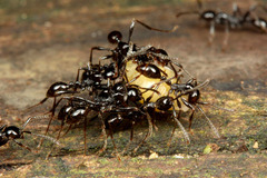 ¥Ä¥ä¥Ò¥á¥µ¥¹¥é¥¤¥¢¥ê