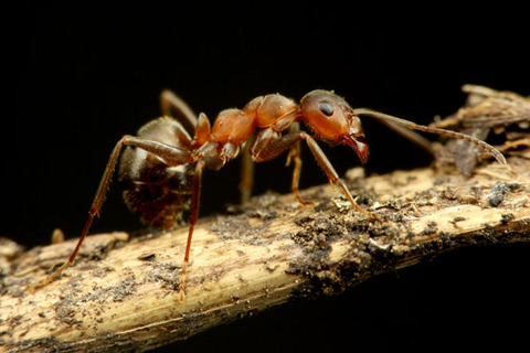 エゾアカヤマアリ