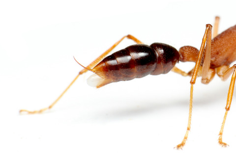 インドクワガタアリの産卵