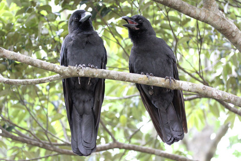 �����ϥ��֥ȥ��饹