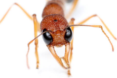 Harpegnathos saltator