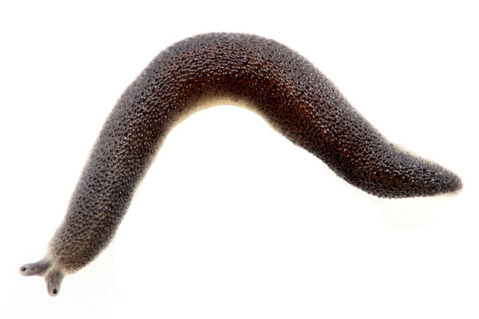 ���ܥ��ܥʥ᥯��