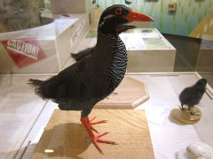 ���Х륯����