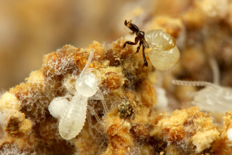 ������󥷥�����ζݱ�