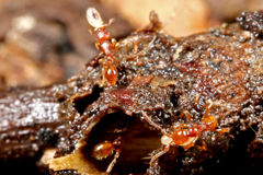 チャイロヒメサスライアリ