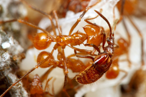 �ϥ��ꥢ����㡡����ť��ॷ