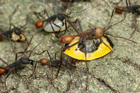 バーチェルグンタイアリEciton burchellii