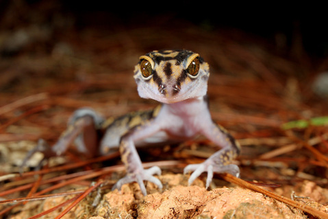 クメトカゲモドキ