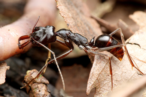 アギトアリ Odontomachus monticola
