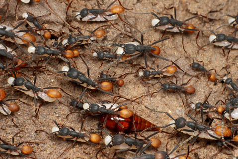 �С������륰�󥿥�����Eciton burchellii