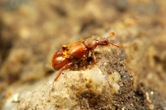 ����ޥȥҥ��֥ȥ���ť��ॷ