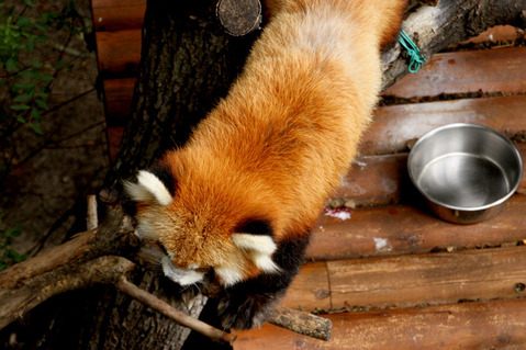 レッサーパンダ