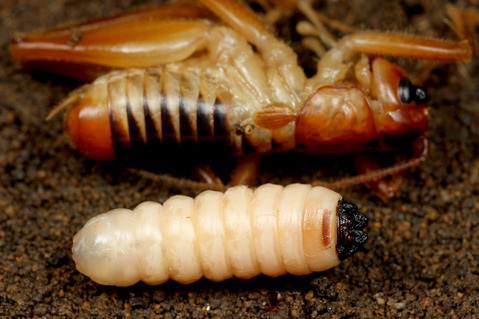 ツリアブモドキ