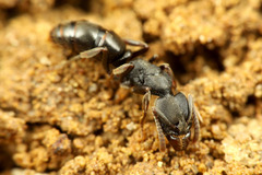 �ĥ��ޥϥꥢ��