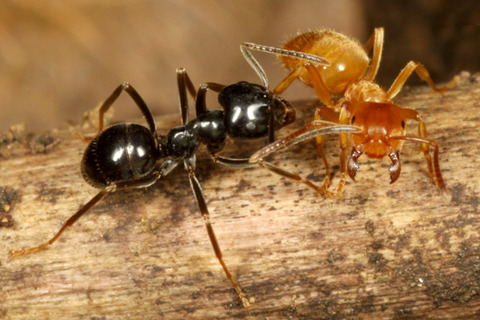 クサアリとアメイロケアリ