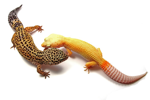 ヒョウモントカゲモドキの繁殖