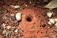 �����ԥ󥰥���Ȥ���