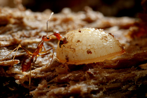 ¥¢¥·¥Ê¥¬¥¥¢¥ê