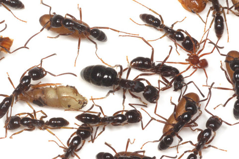 �ϥ���ϥꥢ��Υ���Gamasomorpha maschwitzi