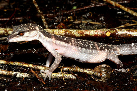 ��������ȥ�����ɥ�