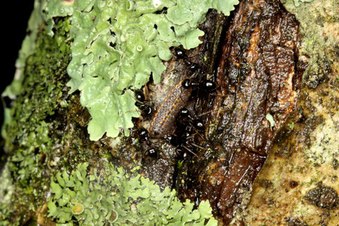 ムモンアカシジミ