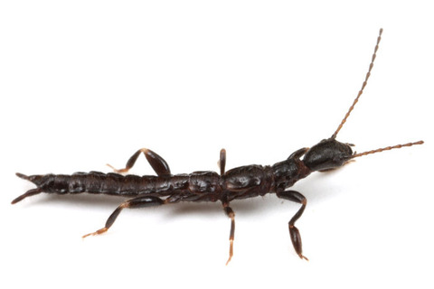 ���������ɥ�