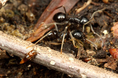 �ҥ饿�����ɥ�