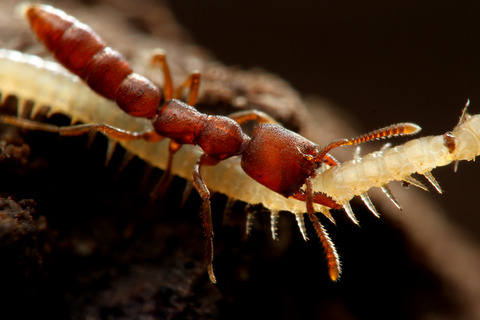 ノコギリハリアリ Amblyopone silvestrii