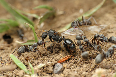 クロナガアリ Messor aciculatus