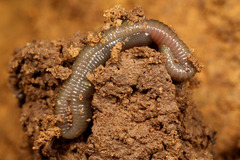 �����ӥ�