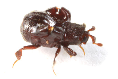 アリノスコブエンマムシ