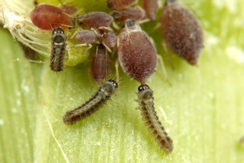 クロシジミ 1令幼虫