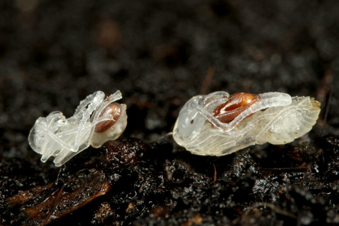 ��ʥ��˥������ȥ��ˤΰ��