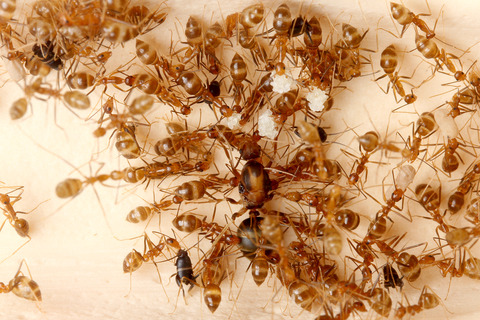 �������ӥ���ť���������