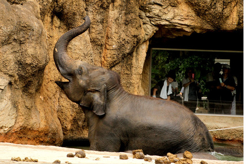 ゾウの水浴び