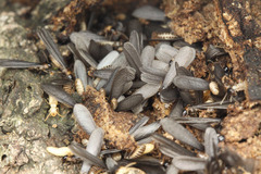 ��ޥȥ�������