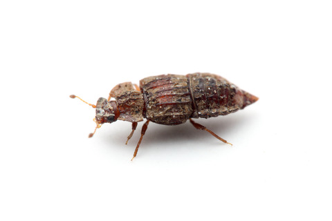 セスジチビハネカクシ